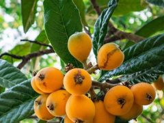 نهال ازگیل آبسرد دماوند