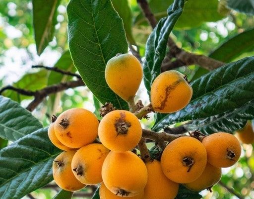 نهال ازگیل آبسرد دماوند