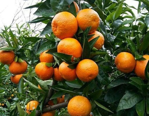 نهال نارنگی آبسرد دماوند