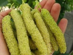 نهال توت موزی آبسرد دماوند