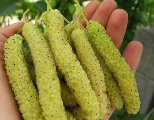 نهال توت موزی آبسرد دماوند
