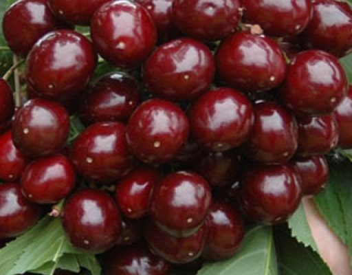 نهال گیلاس امریکایی آبسرد دماوند
